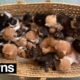 Basket of 26 kittens left dumped outside cat rescue centre | SWNS