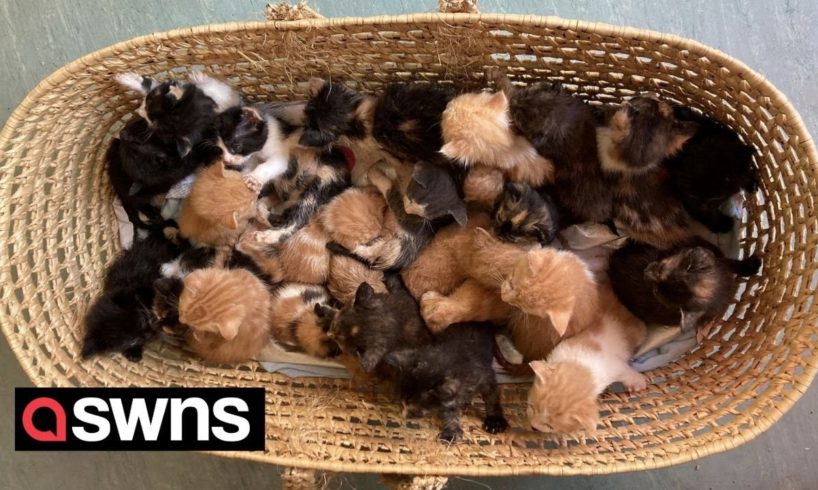 Basket of 26 kittens left dumped outside cat rescue centre | SWNS