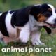 Basset Hound Puppies Play Hide and Seek With a Hamster | Too Cute! | Animal Planet