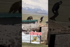 Bear Attack in China 🤯 #shorts #bear #animals