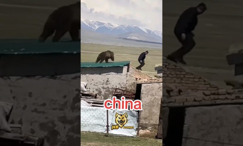 Bear Attack in China 🤯 #shorts #bear #animals
