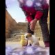 Beautiful puppy playing with duck chicks | Funny animals #animal #funnyanimals