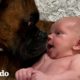 Bebé da sus primeros pasos directamente a su perro | El Dodo