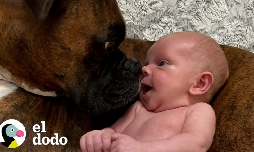 Bebé da sus primeros pasos directamente a su perro | El Dodo