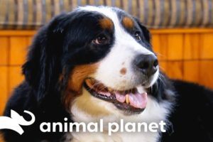 Bernese Mountain Dog Introduces Adorable Puppies to Their Farm | Too Cute! | Animal Planet