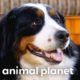 Bernese Mountain Dog Introduces Adorable Puppies to Their Farm | Too Cute! | Animal Planet