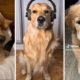 Best Golden Retriever Compilation ~ Funniest Golden Retrievers ~ Cute Dogs