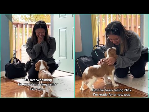 Best New Puppy Surprise Compilation #25 | Touching Moment