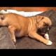 Best Of Cute Boxer Puppies - Funny Puppy Videos 2019