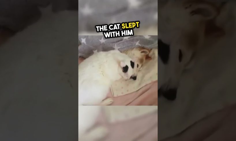 Beyond Boundaries: Cat's Unlimited Affection for Dog  #mademesmile