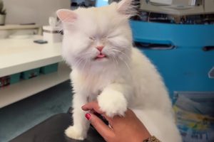 Blind Cat Helps Mom in Rescuing Other Animals