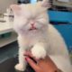 Blind Cat Helps Mom in Rescuing Other Animals