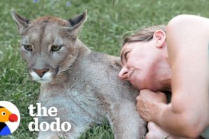 Blind Cougar Was Scared Of Crashing Into Things Until Mom Came To The Rescue | The Dodo