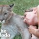 Blind Cougar Was Scared Of Crashing Into Things Until Mom Came To The Rescue | The Dodo