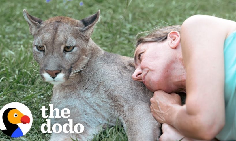 Blind Cougar Was Scared Of Crashing Into Things Until Mom Came To The Rescue | The Dodo