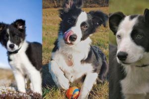 Border collie puppies | Funny and Cute dog video compilation in 2022.