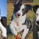 Border collie puppies | Funny and Cute dog video compilation in 2022.