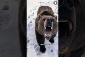 Brown Bear 🐻 The Ferocious Side of These Furry Giants!