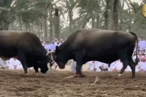Bull fight | #bullfightmaharashtra  | قتال الثيران