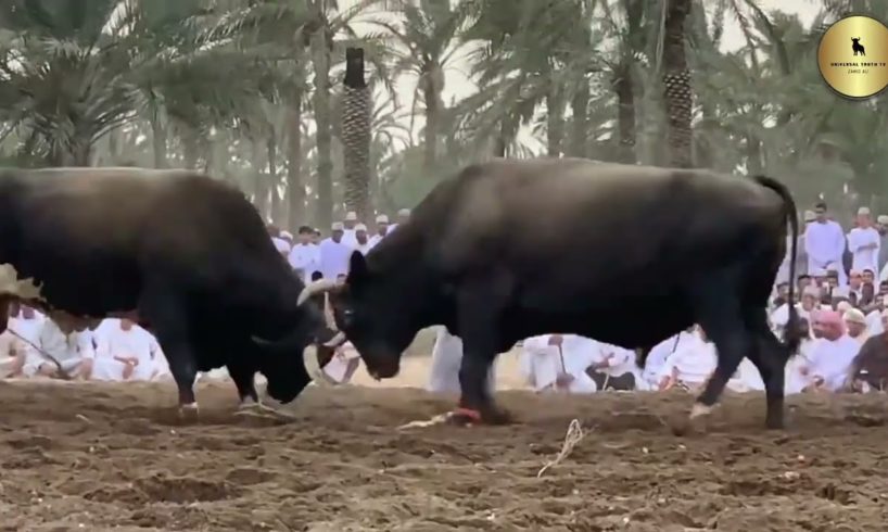 Bull fight | #bullfightmaharashtra  | قتال الثيران