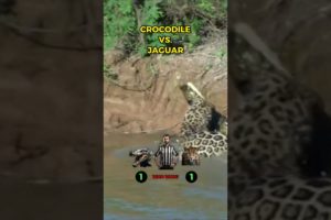 CROCODILE vs. JAGUAR Animal FIGHT! #shorts