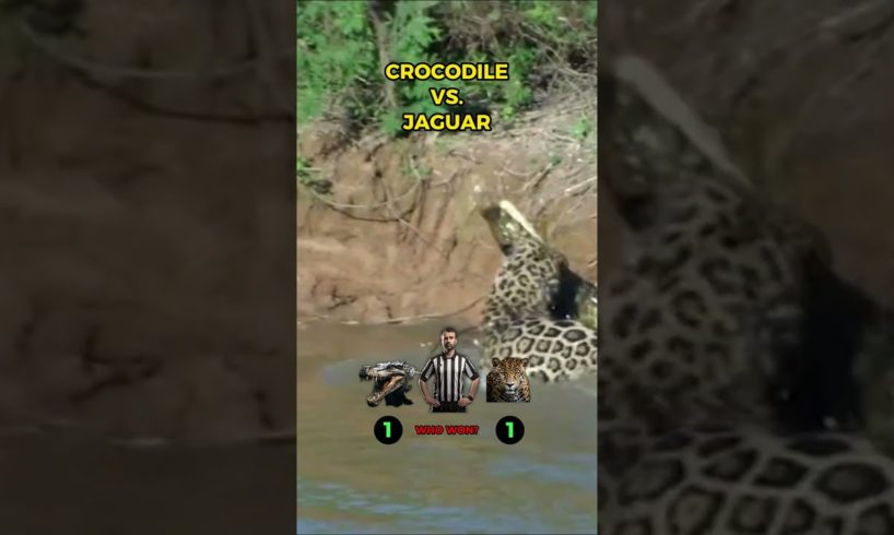 CROCODILE vs. JAGUAR Animal FIGHT! #shorts