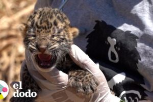 Cachorro de leopardo perdido sigue llorando por mamá | El Dodo