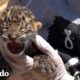 Cachorro de leopardo perdido sigue llorando por mamá | El Dodo