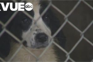 Canine distemper on the rise in Central Texas animal shelters | KVUE