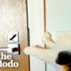 Cat Is Obsessed With Her Neighbor Down The Hall | The Dodo