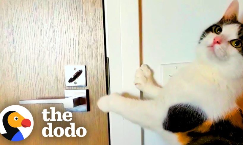 Cat Is Obsessed With Her Neighbor Down The Hall | The Dodo