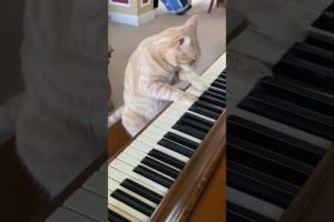 Cat Plays Piano! 🎹 #cats #piano