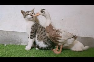 Cat Vs Duck | Funny Fighting 🤣 | Funny Animals | Duck And Cat