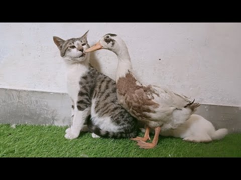 Cat Vs Duck | Funny Fighting 🤣 | Funny Animals | Duck And Cat