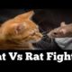 Cat Vs rat fight #Catvsratfight #animal