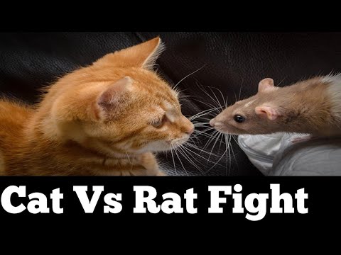 Cat Vs rat fight #Catvsratfight #animal