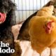 Chicken Sneaks Into House To Lay Eggs In The Cutest Place | The Dodo