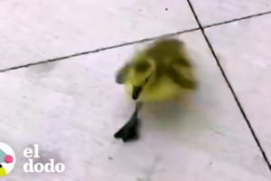 Chico hace que la misión de su vida sea reunir a un ganso bebé perdido con su familia | El Dodo