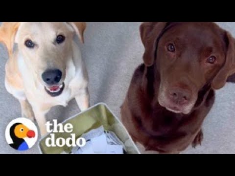 Chocolate Lab Is Obsessed With His Activity Jar | The Dodo