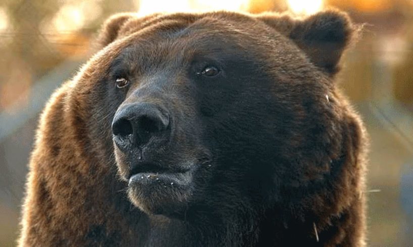 Circus bear is rescued from cage life. Guess his first reaction.