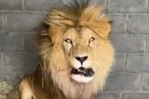 Circus lions taste freedom for first time