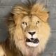 Circus lions taste freedom for first time