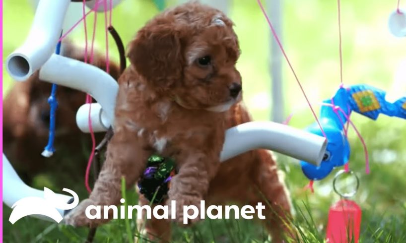 Cockapoo Puppies Train To Become Therapy Dogs | Too Cute