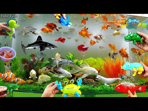 Collection of Cute Animals Videos, Shark, Yellow Carp, Dolphin, Crocodile, Crab, Seahorse, Goldfish