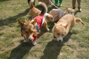 Corgis gather near Buckingham Palace as owners pay tribute to Queen Elizabeth II