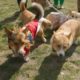 Corgis gather near Buckingham Palace as owners pay tribute to Queen Elizabeth II