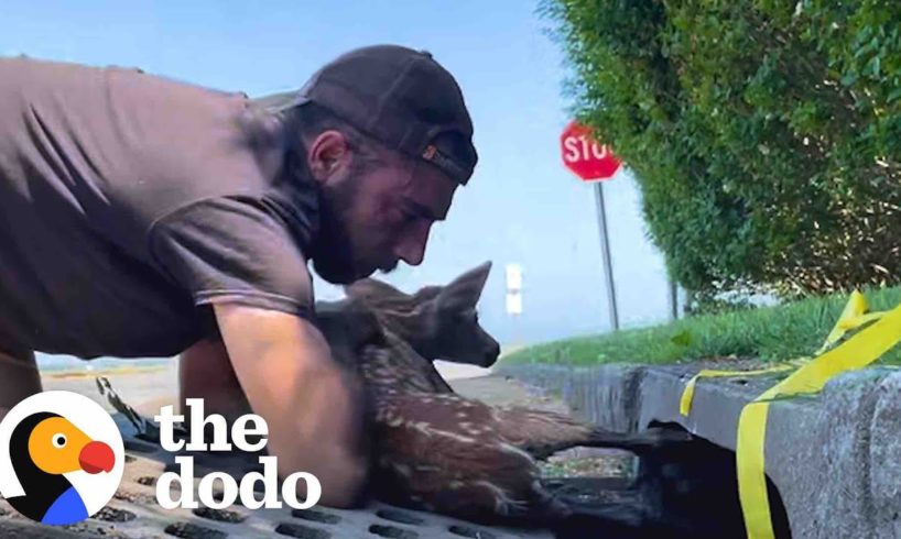 Couple Fills Their House With Rescued Wild Animals | The Dodo Heroes