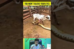 Cow Begging For Life! Python Bite Cow's Leg Tightly | Wild Animal Attack