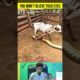 Cow Begging For Life! Python Bite Cow's Leg Tightly | Wild Animal Attack
