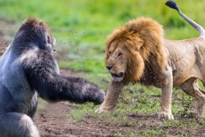 Craziest Animal Fights Of ALL TIME...